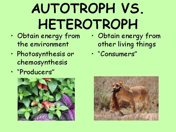 AUTOTROPH VS. HETEROTROPH • Obtain energy from the environment • Photosynthesis or chemosynthesis •