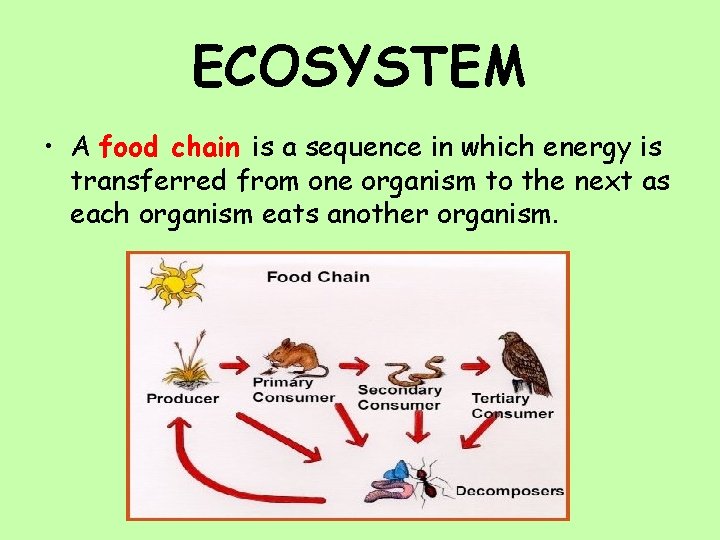 ECOSYSTEM • A food chain is a sequence in which energy is transferred from