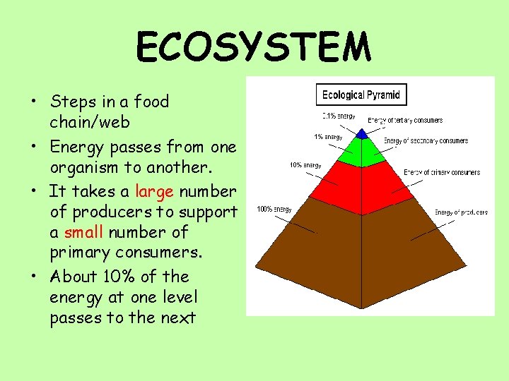 ECOSYSTEM • Steps in a food chain/web • Energy passes from one organism to