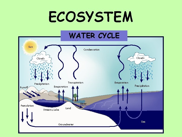 ECOSYSTEM WATER CYCLE 