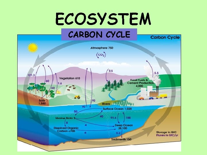 ECOSYSTEM CARBON CYCLE 