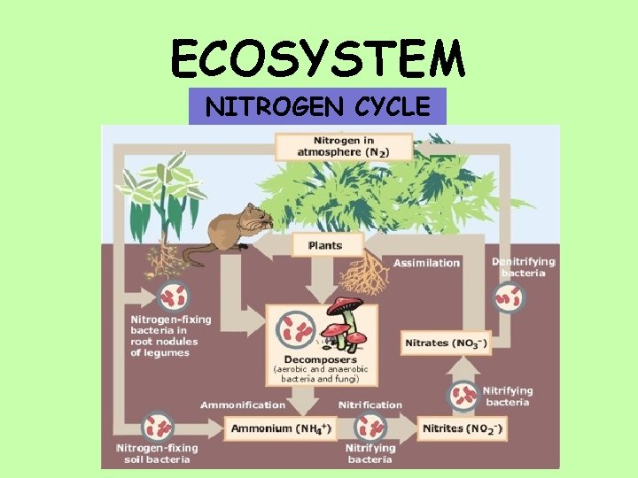 ECOSYSTEM NITROGEN CYCLE 