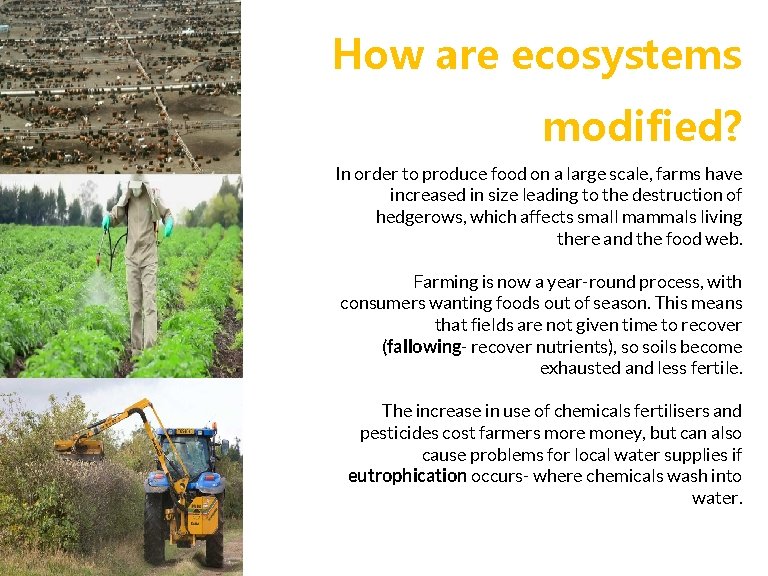 How are ecosystems modified? In order to produce food on a large scale, farms