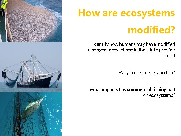 How are ecosystems modified? Identify how humans may have modified (changed) ecosystems in the