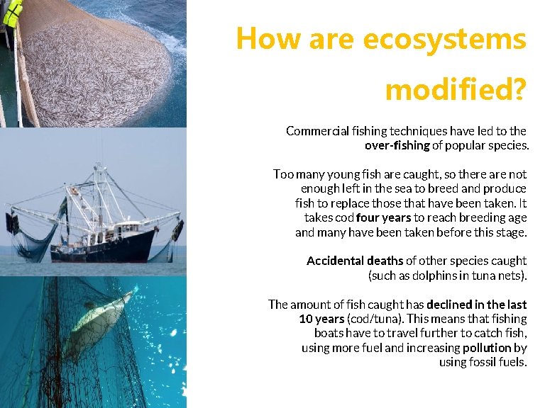 How are ecosystems modified? Commercial fishing techniques have led to the over-fishing of popular