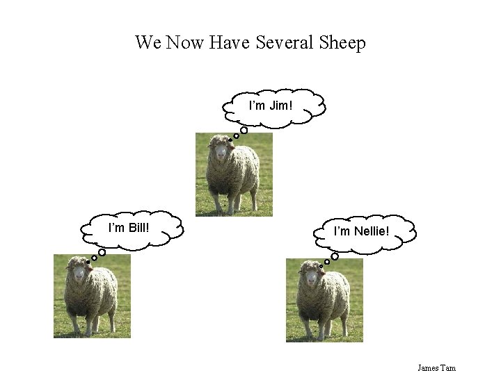 We Now Have Several Sheep I’m Jim! I’m Bill! I’m Nellie! James Tam We Now Have Several Sheep I’m Jim! I’m Bill! I’m Nellie! James Tam