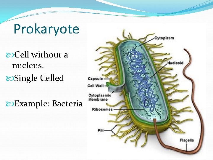 Prokaryote Cell without a nucleus. Single Celled Example: Bacteria 