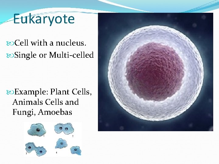 Eukaryote Cell with a nucleus. Single or Multi-celled Example: Plant Cells, Animals Cells and