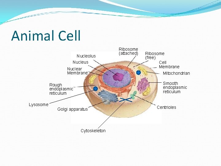 Animal Cell Nucleolus Nuclear Membrane Ribosome (free) Cell Membrane Mitochondrian Smooth endoplasmic reticulum Rough