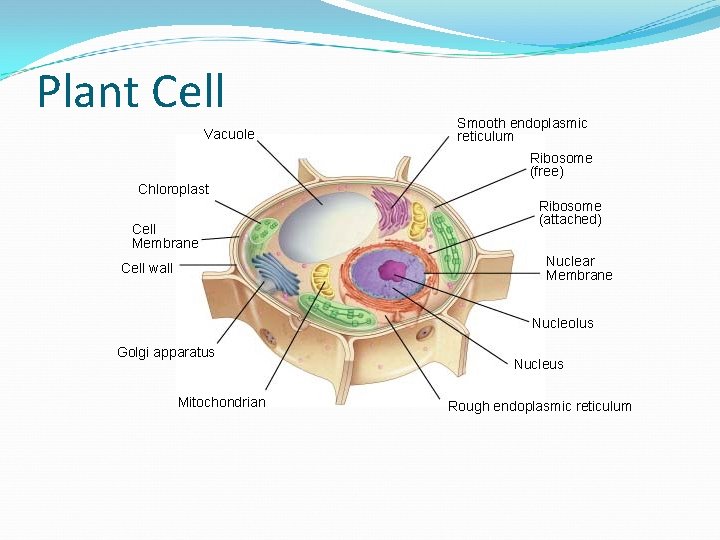 Plant Cell Vacuole Smooth endoplasmic reticulum Ribosome (free) Chloroplast Cell Membrane Ribosome (attached) Nuclear