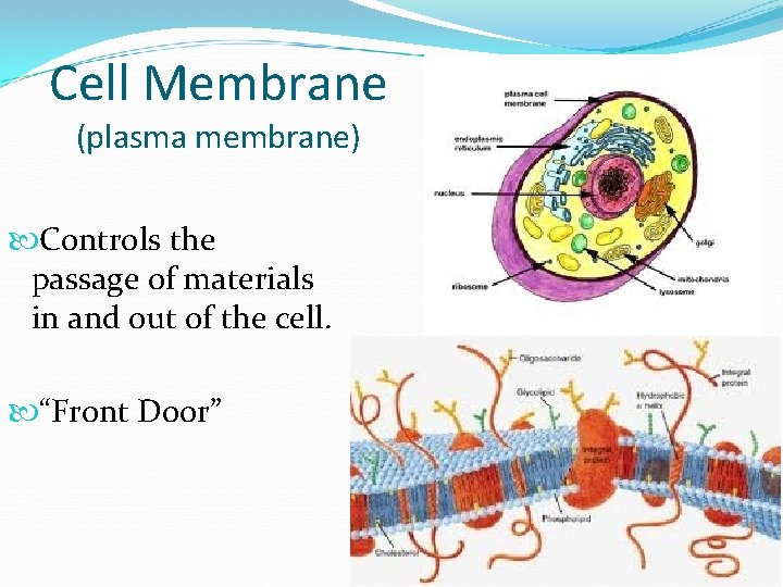 Cell Membrane (plasma membrane) Controls the passage of materials in and out of the