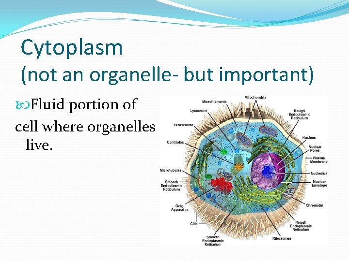 Cytoplasm (not an organelle- but important) Fluid portion of cell where organelles live. 