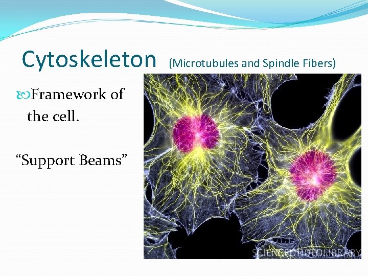 Cytoskeleton Framework of the cell. “Support Beams” (Microtubules and Spindle Fibers) 