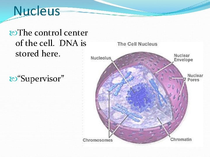Nucleus The control center of the cell. DNA is stored here. “Supervisor” 