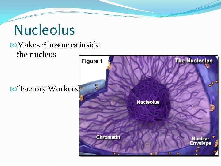 Nucleolus Makes ribosomes inside the nucleus “Factory Workers” 
