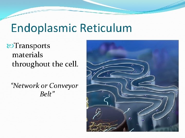 Endoplasmic Reticulum Transports materials throughout the cell. “Network or Conveyor Belt” 