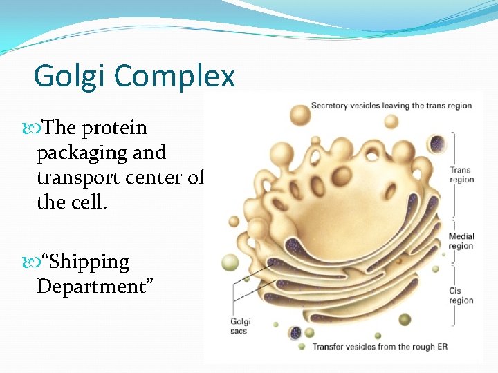 Golgi Complex The protein packaging and transport center of the cell. “Shipping Department” 