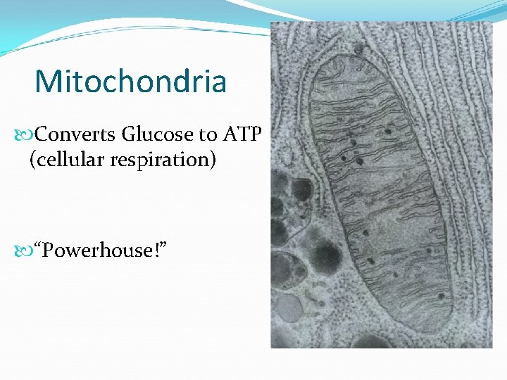 Mitochondria Converts Glucose to ATP (cellular respiration) “Powerhouse!” 