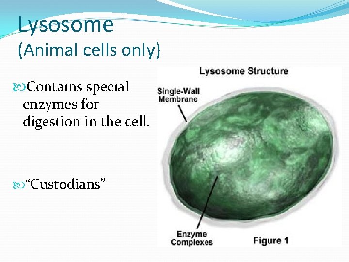 Lysosome (Animal cells only) Contains special enzymes for digestion in the cell. “Custodians” 