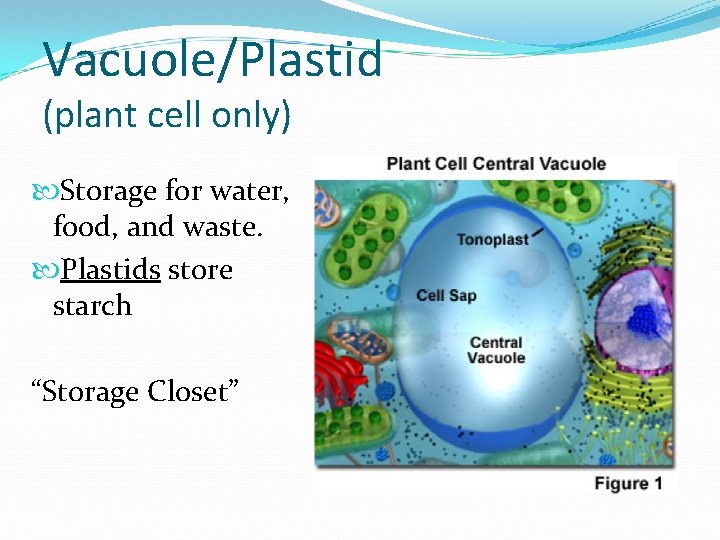 Vacuole/Plastid (plant cell only) Storage for water, food, and waste. Plastids store starch “Storage