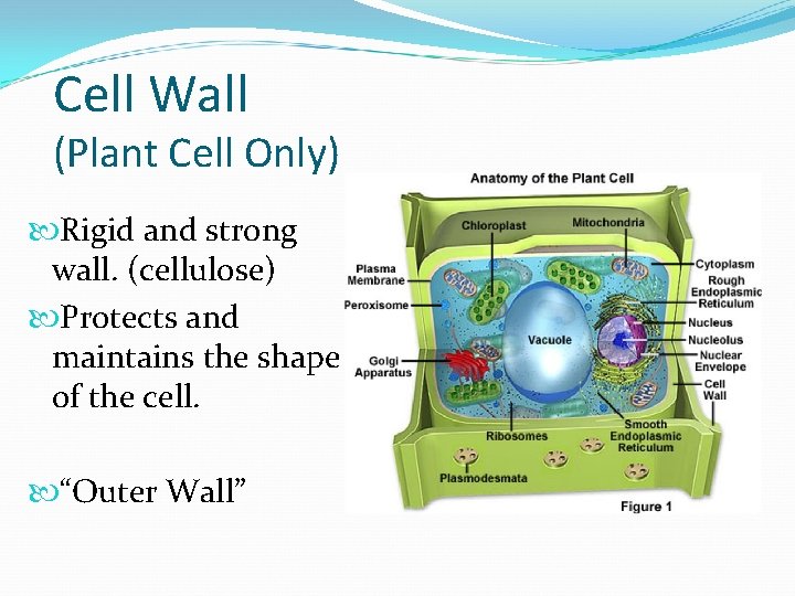 Cell Wall (Plant Cell Only) Rigid and strong wall. (cellulose) Protects and maintains the