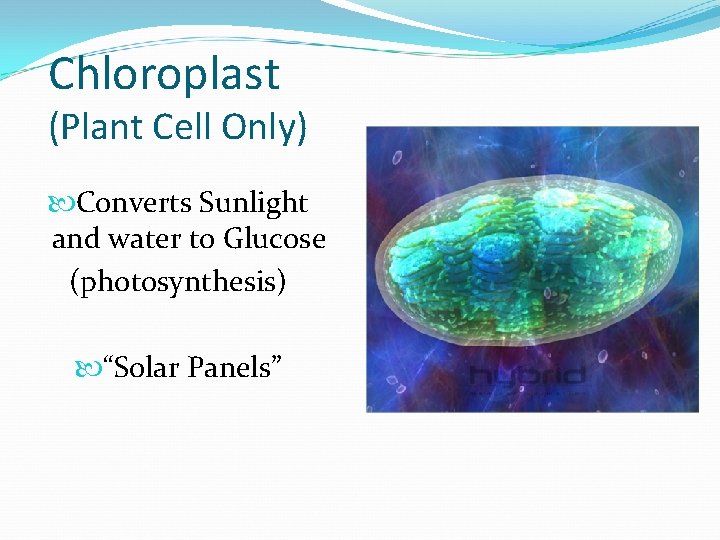 Chloroplast (Plant Cell Only) Converts Sunlight and water to Glucose (photosynthesis) “Solar Panels” 