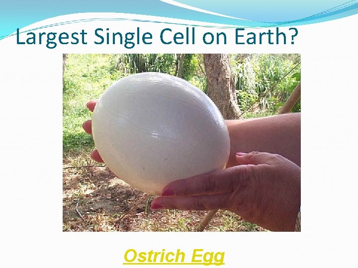 Largest Single Cell on Earth? Ostrich Egg 
