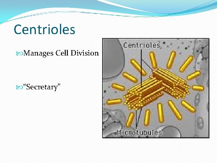 Centrioles Manages Cell Division “Secretary” 