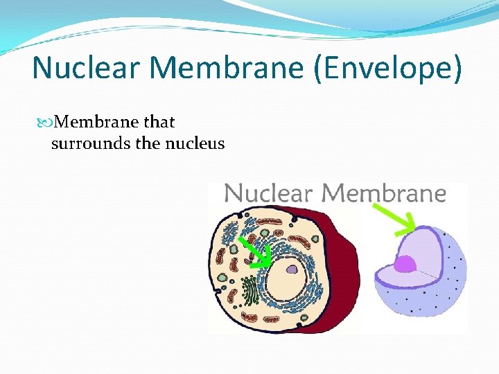 Nuclear Membrane (Envelope) Membrane that surrounds the nucleus 