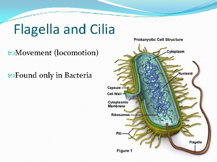Flagella and Cilia Movement (locomotion) Found only in Bacteria 