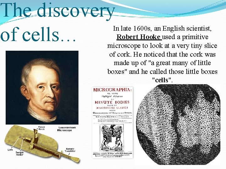 The discovery of cells… In late 1600 s, an English scientist, Robert Hooke used