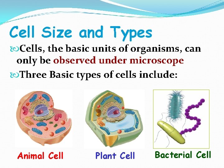 Cell Size and Types Cells, the basic units of organisms, can only be observed