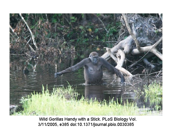 Wild Gorillas Handy with a Stick. PLo. S Biology Vol. 3/11/2005, e 385 doi: