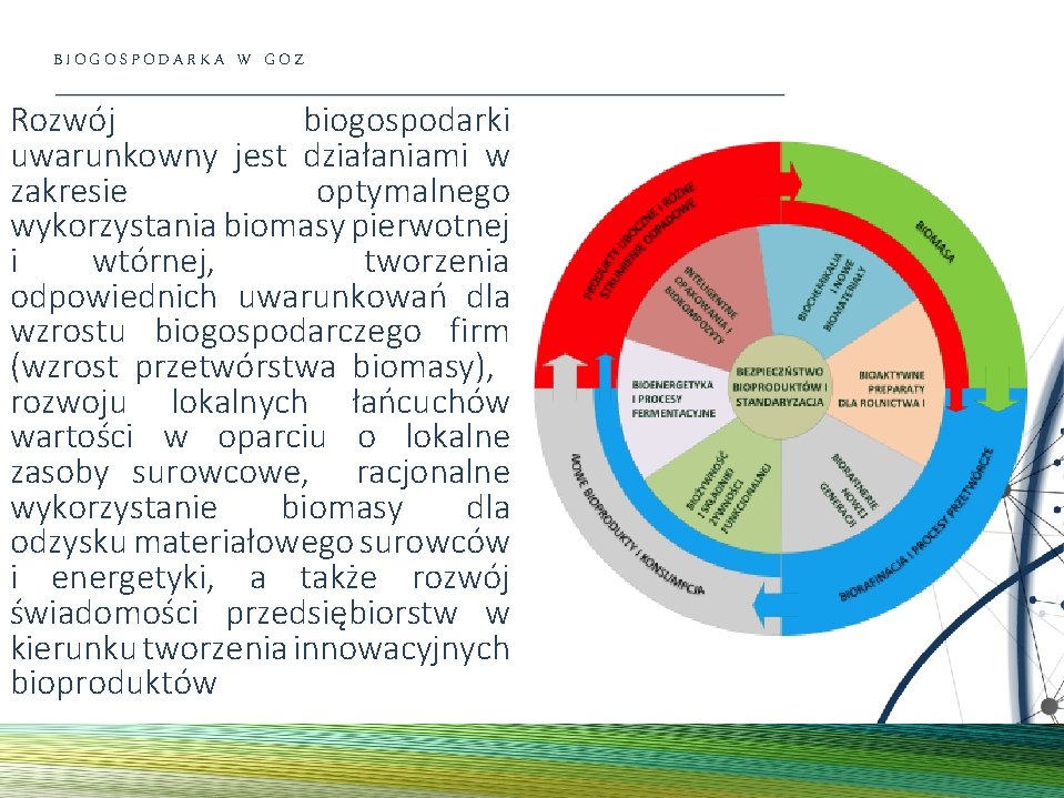 BIOGOSPODARKA W GOZ Rozwój biogospodarki uwarunkowny jest działaniami w zakresie optymalnego wykorzystania biomasy pierwotnej