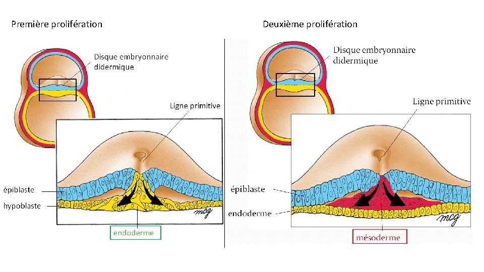 Première prolifération Deuxième prolifération 