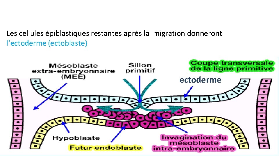 Les cellules épiblastiques restantes après la migration donneront l’ectoderme (ectoblaste) ectoderme 