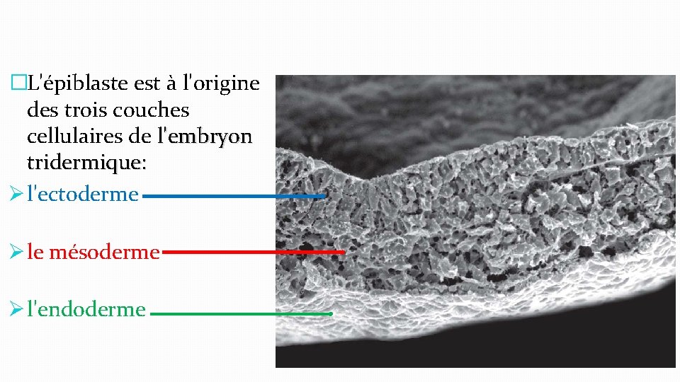 �L'épiblaste est à l'origine des trois couches cellulaires de l'embryon tridermique: Ø l'ectoderme Ø