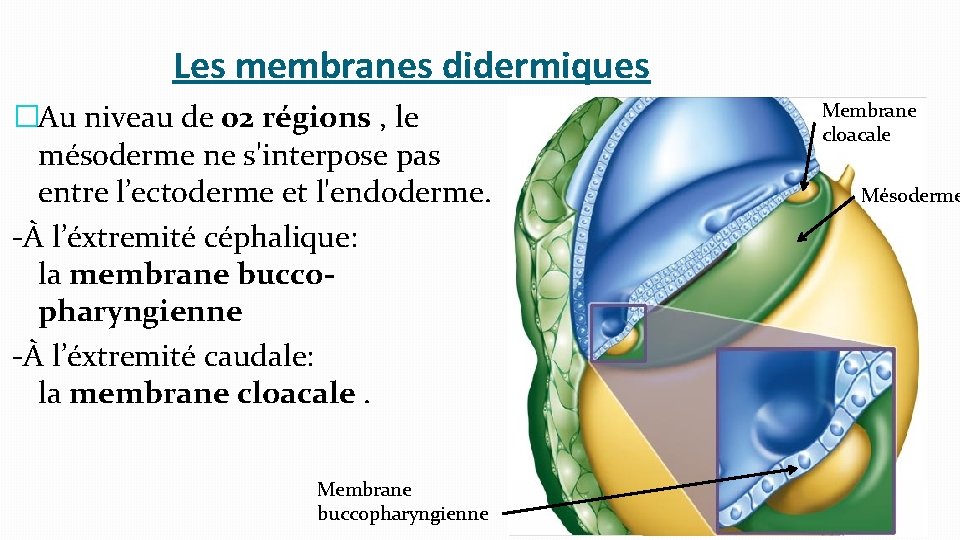 Les membranes didermiques �Au niveau de 02 régions , le mésoderme ne s'interpose pas