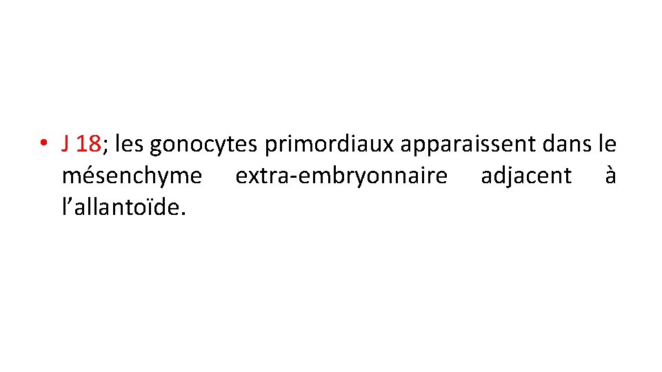  • J 18; les gonocytes primordiaux apparaissent dans le mésenchyme extra-embryonnaire adjacent à