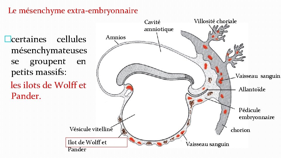 Le mésenchyme extra-embryonnaire Cavité amniotique �certaines cellules mésenchymateuses se groupent en petits massifs: les