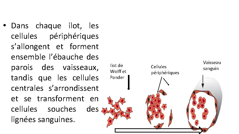  • Dans chaque ilot, les cellules périphériques s’allongent et forment ensemble l’ébauche des