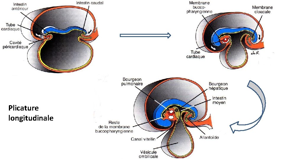 Plicature longitudinale 