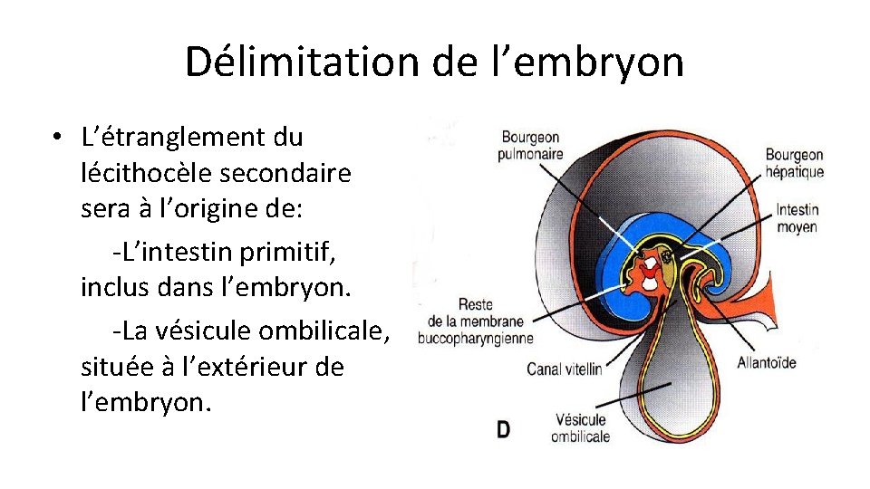 Délimitation de l’embryon • L’étranglement du lécithocèle secondaire sera à l’origine de: -L’intestin primitif,