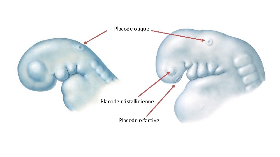 Placode otique Placode cristallinienne Placode olfactive 