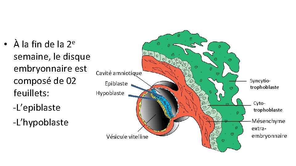  • À la fin de la 2 e semaine, le disque embryonnaire est