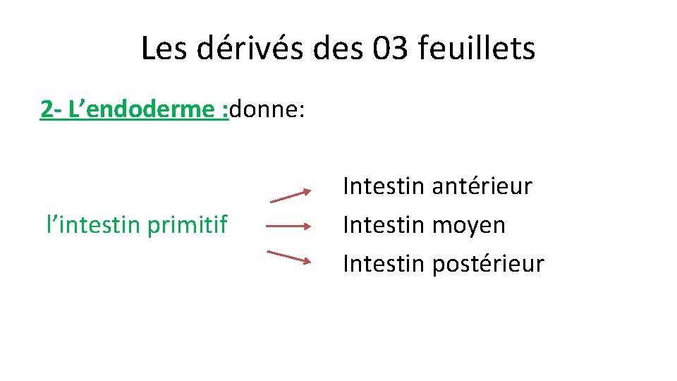 Les dérivés des 03 feuillets 2 - L’endoderme : donne: l’intestin primitif Intestin antérieur