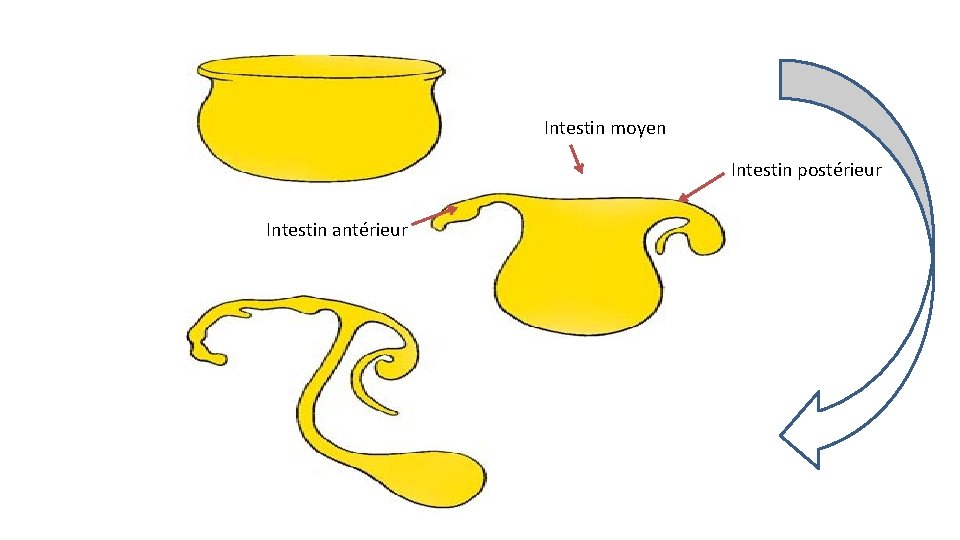 Intestin moyen Intestin postérieur Intestin antérieur 