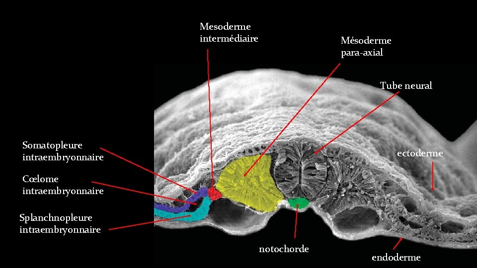 Mesoderme intermédiaire Mésoderme para-axial Tube neural Somatopleure intraembryonnaire ectoderme Cœlome intraembryonnaire Splanchnopleure intraembryonnaire notochorde