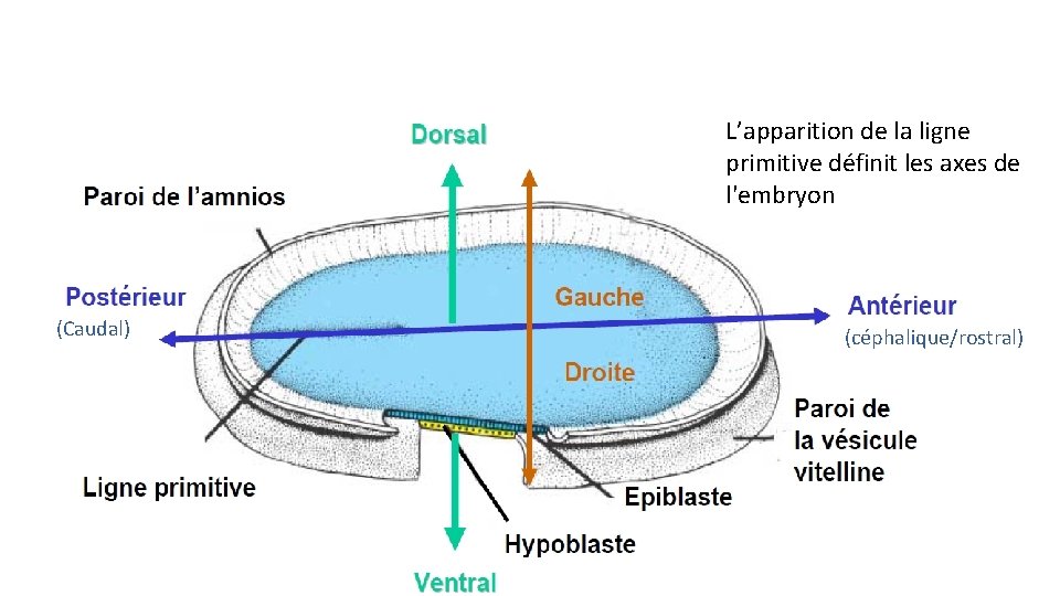 L’apparition de la ligne primitive définit les axes de l'embryon (Caudal) (céphalique/rostral) 