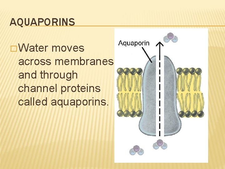 AQUAPORINS � Water moves across membranes and through channel proteins called aquaporins. 